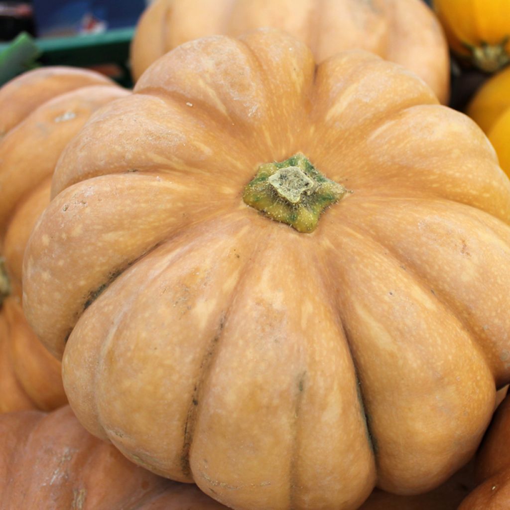 Courge Musquée Muscade de Provence - Vilmorin