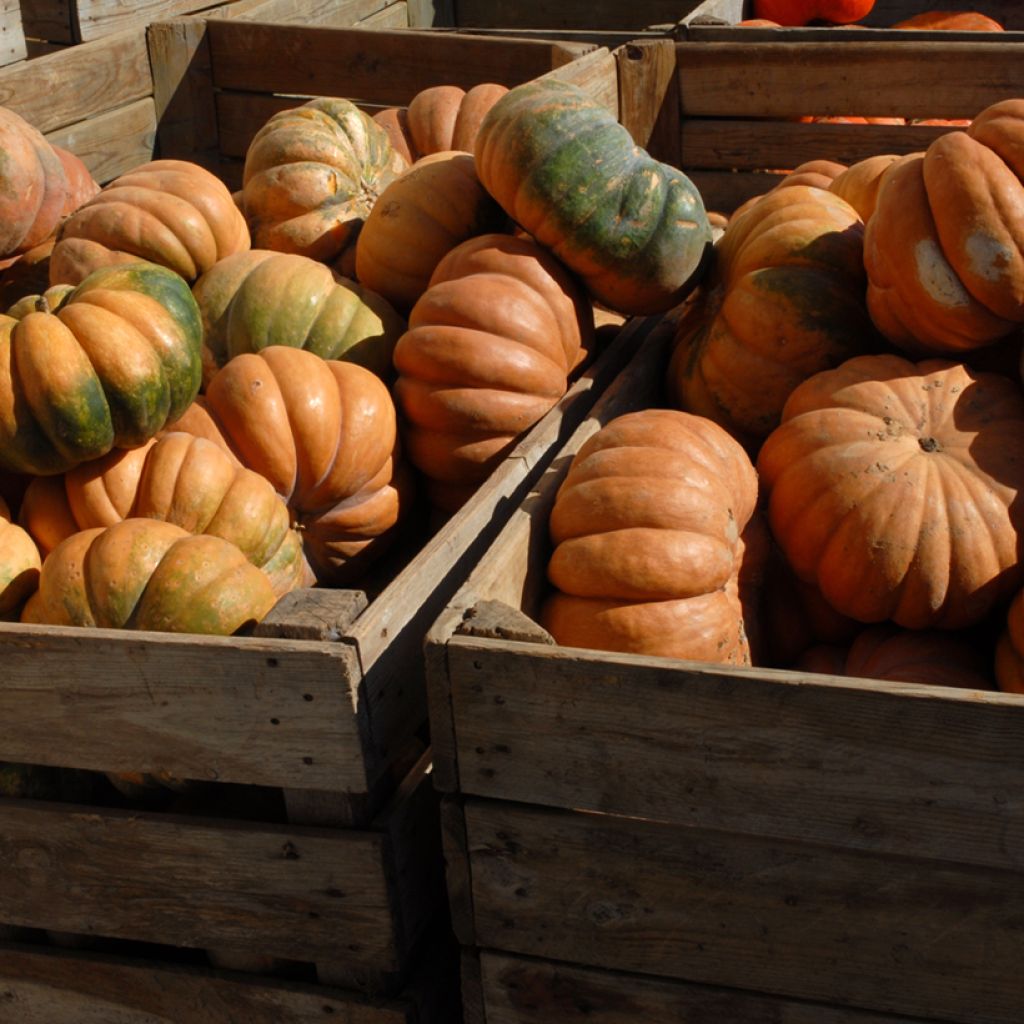 Courge Musquée Muscade de Provence - Vilmorin