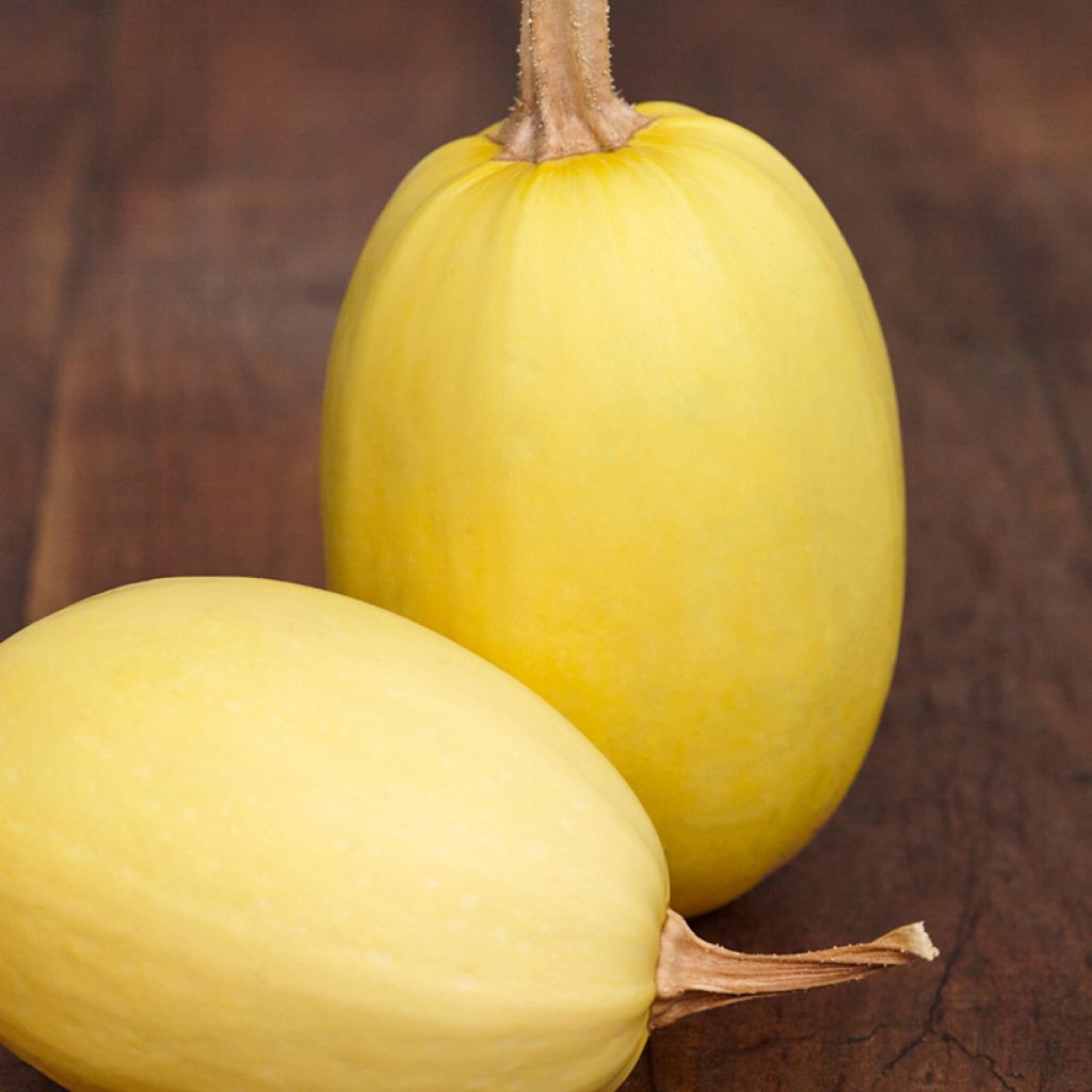 Courge Spaghetti végétal - Cucurbita pepo