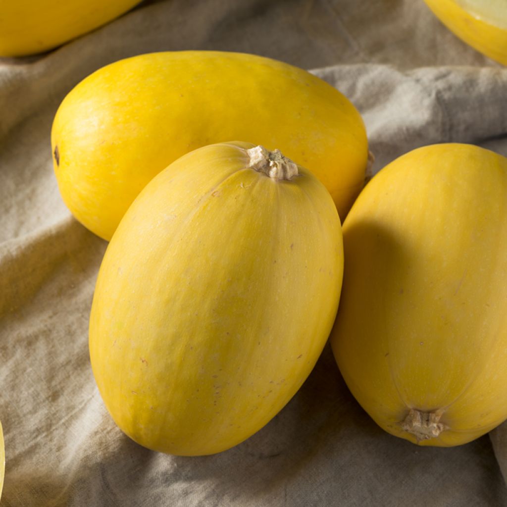 Courge Spaghetti végétal - Vilmorin