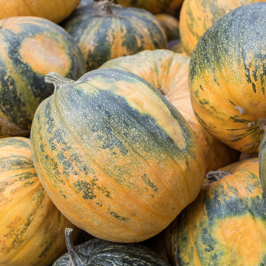 Courge Sucrine du Berry - Cucurbita moschata