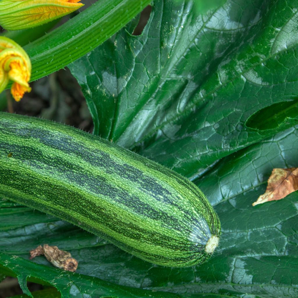 Courge verte Non Coureuse d'Italie - Coucourzelle