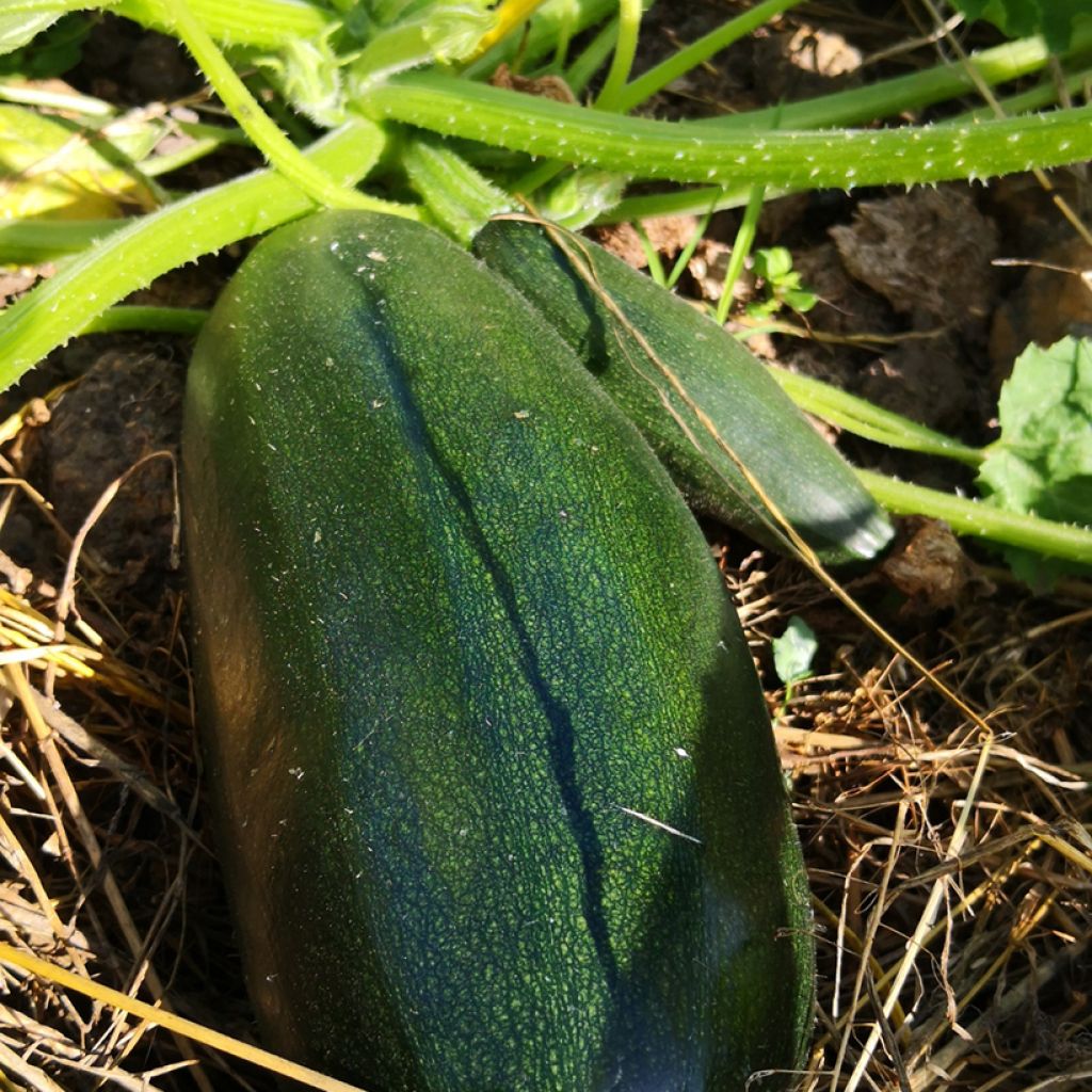 Courge verte Non Coureuse d'Italie - Coucourzelle