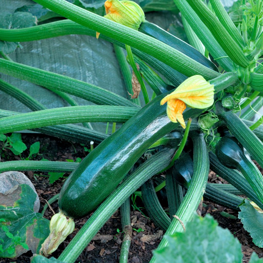 Courgette Baccara F1 - Cucurbita pepo