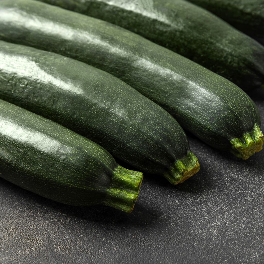 Courgette Black Forest F1