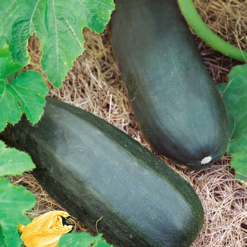 Courgette British Summertime F1