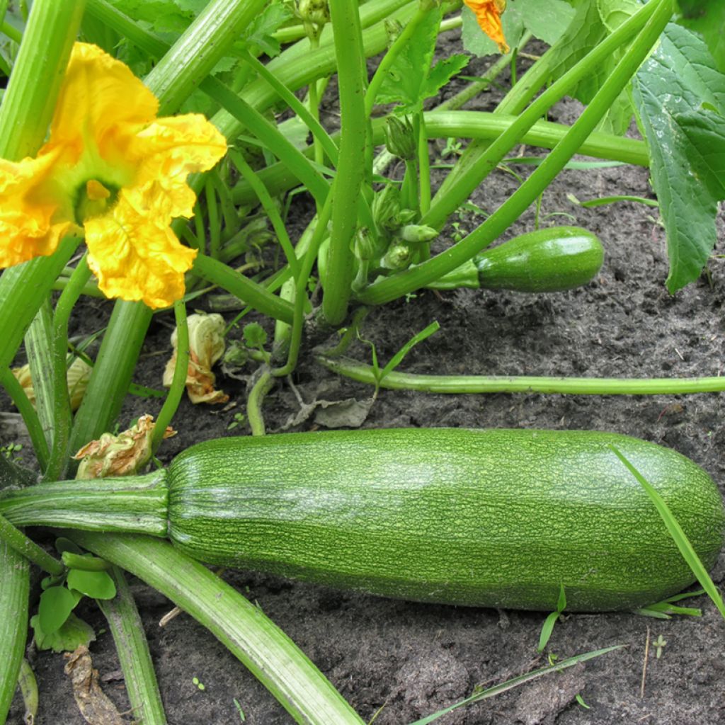 Courgette Diamant F1 en plants