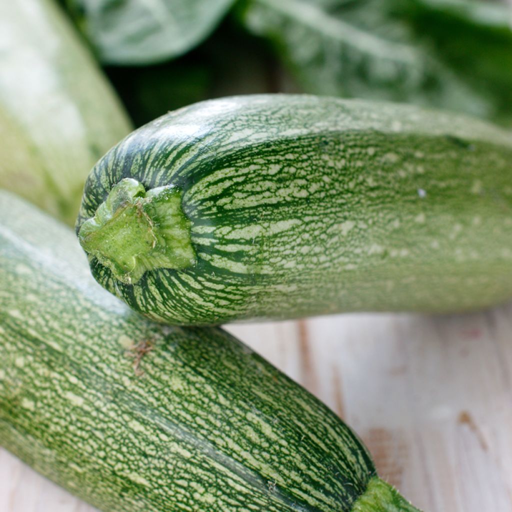 Courgette Grisette de provence - Greyzini