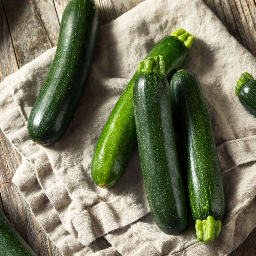 Courgette Nano Verde di Milano