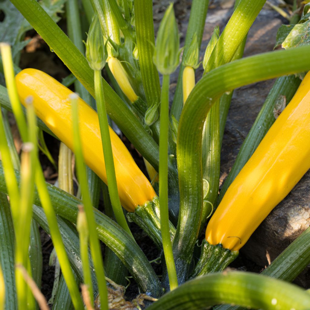 Courgette Orelia F1 (peau jaune) - Vilmorin