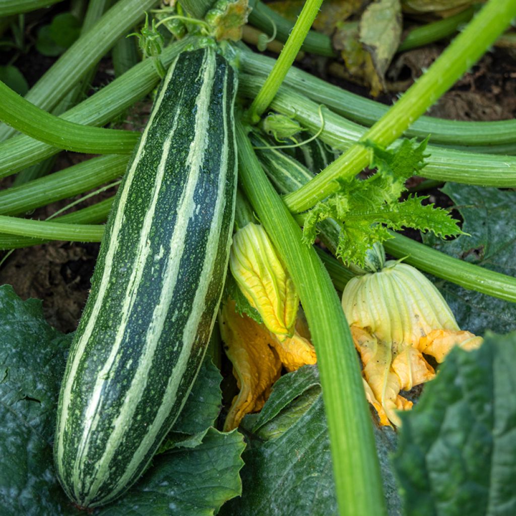 Courgette Safari F1 