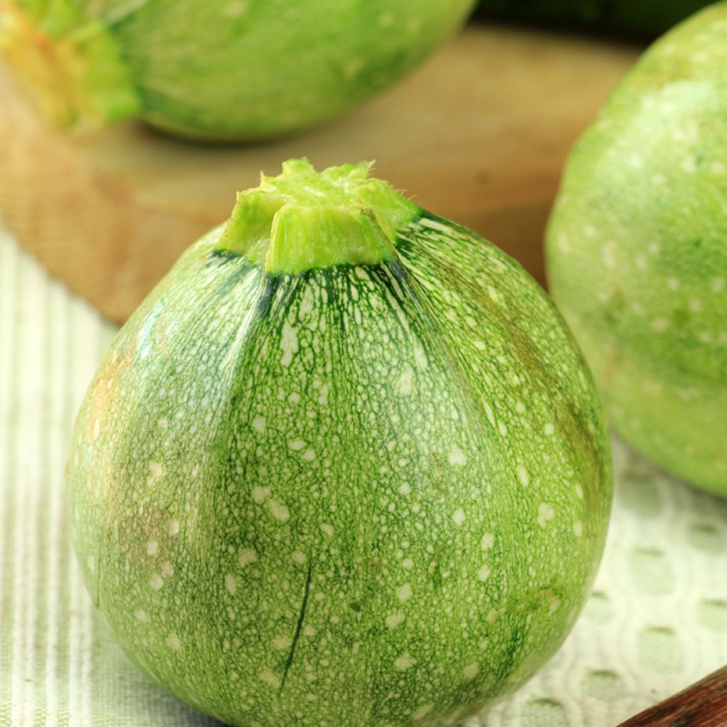 Courgette Tondo di Toscana