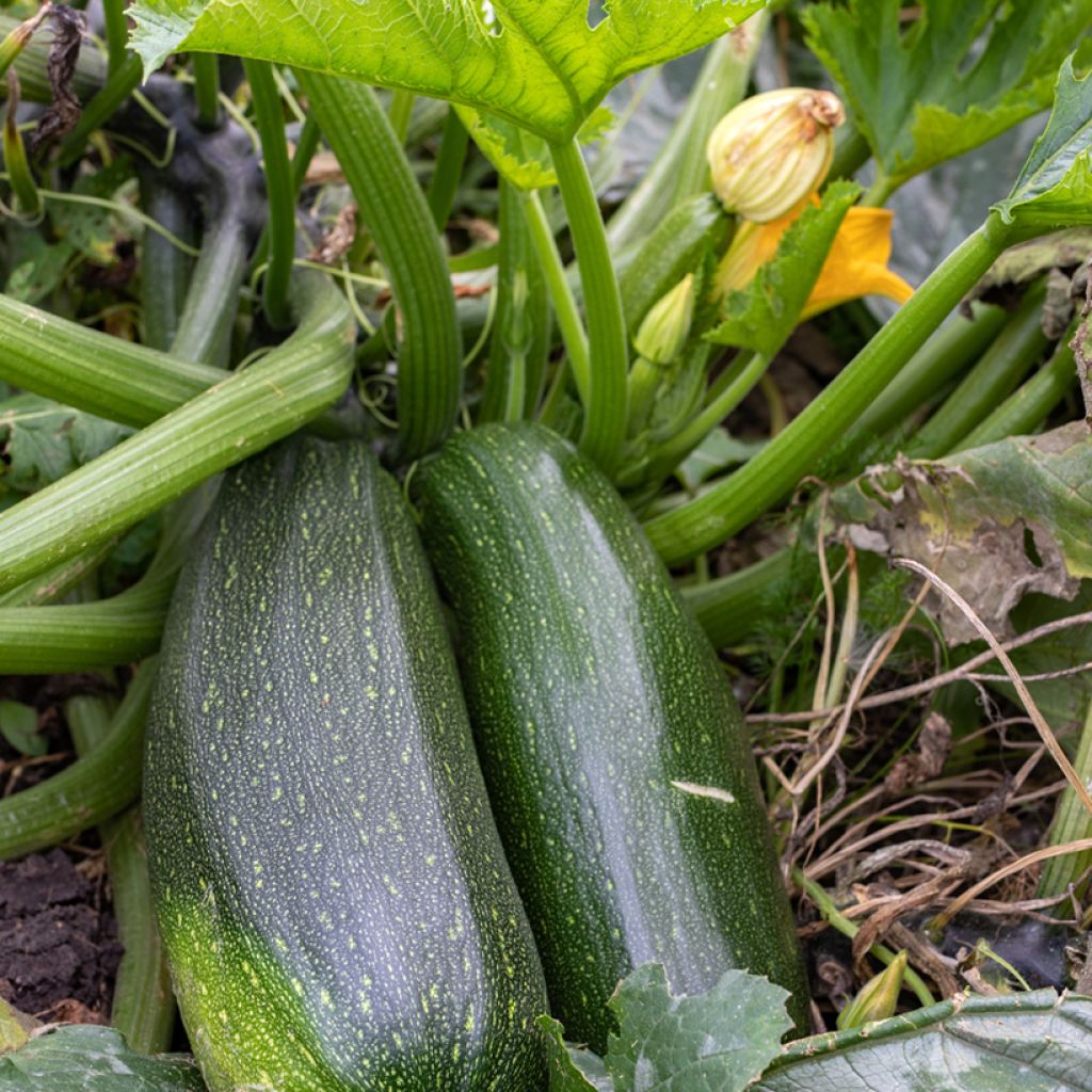 Courgette Verte non coureuse des maraîchers - Cucurbita pepo