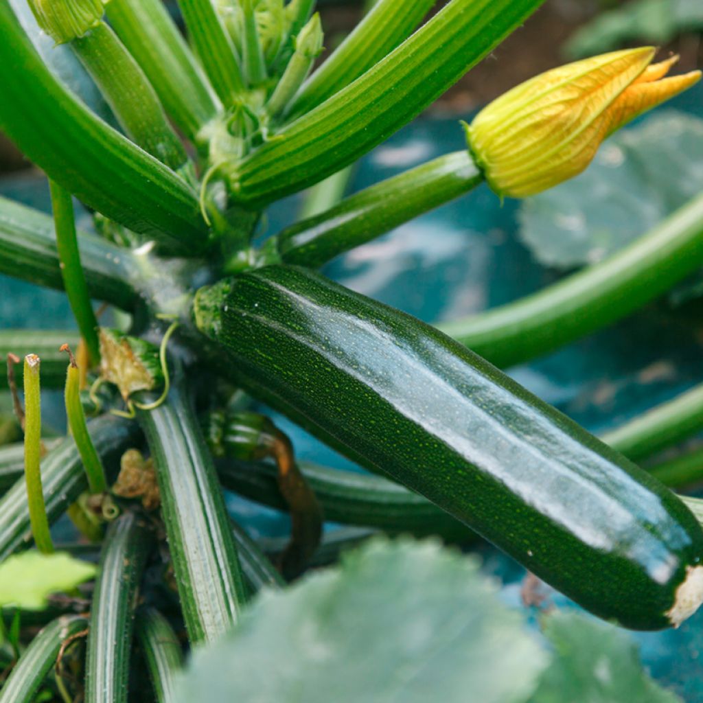 Courgette verte noire maraîchère - Vilmorin