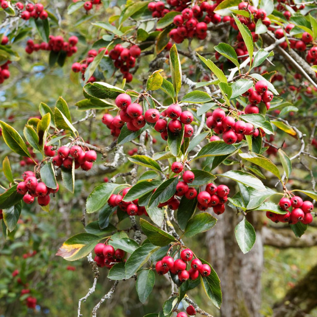 Crataegus crus-galli - Aubépine ergot de coq