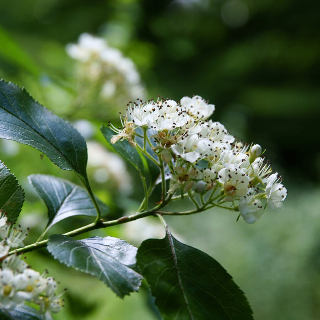 Crataegus crus-galli - Aubépine ergot de coq