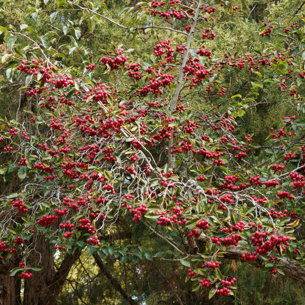 Crataegus crus-galli - Aubépine ergot de coq