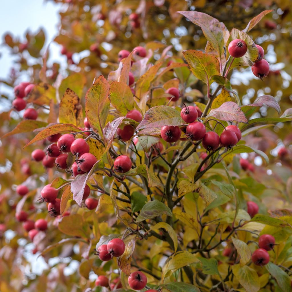 Crataegus crus-galli - Aubépine ergot de coq