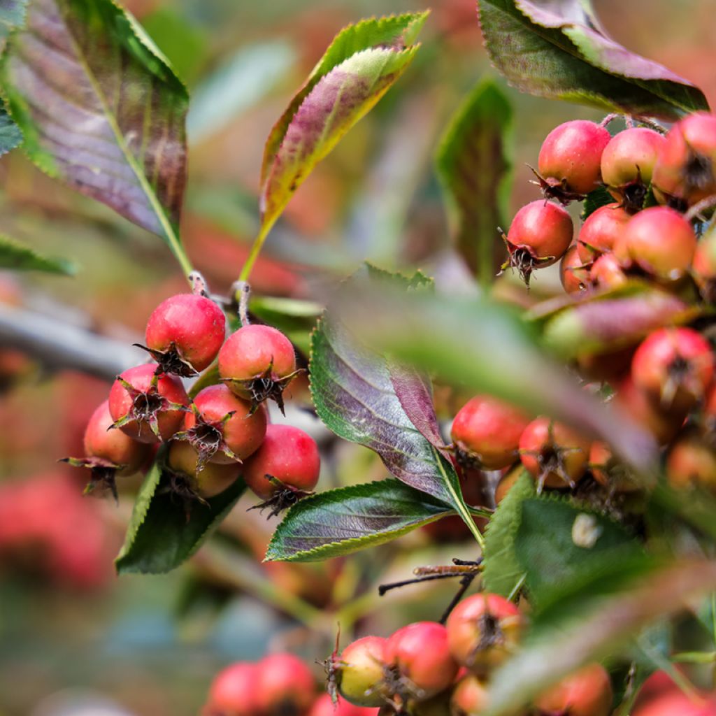 Crataegus crus-galli - Aubépine ergot de coq