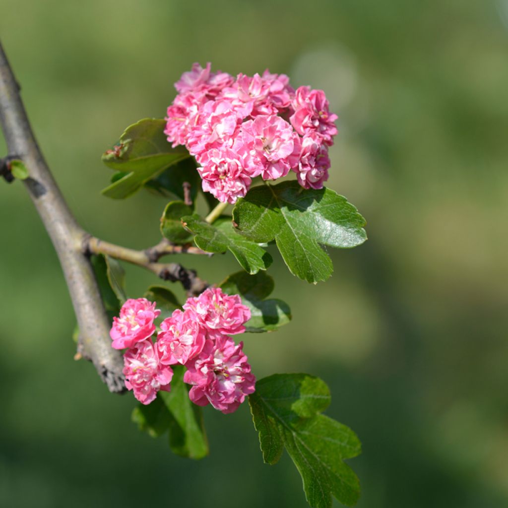 Crataegus laevigata Rosea Flore Pleno - Aubépine