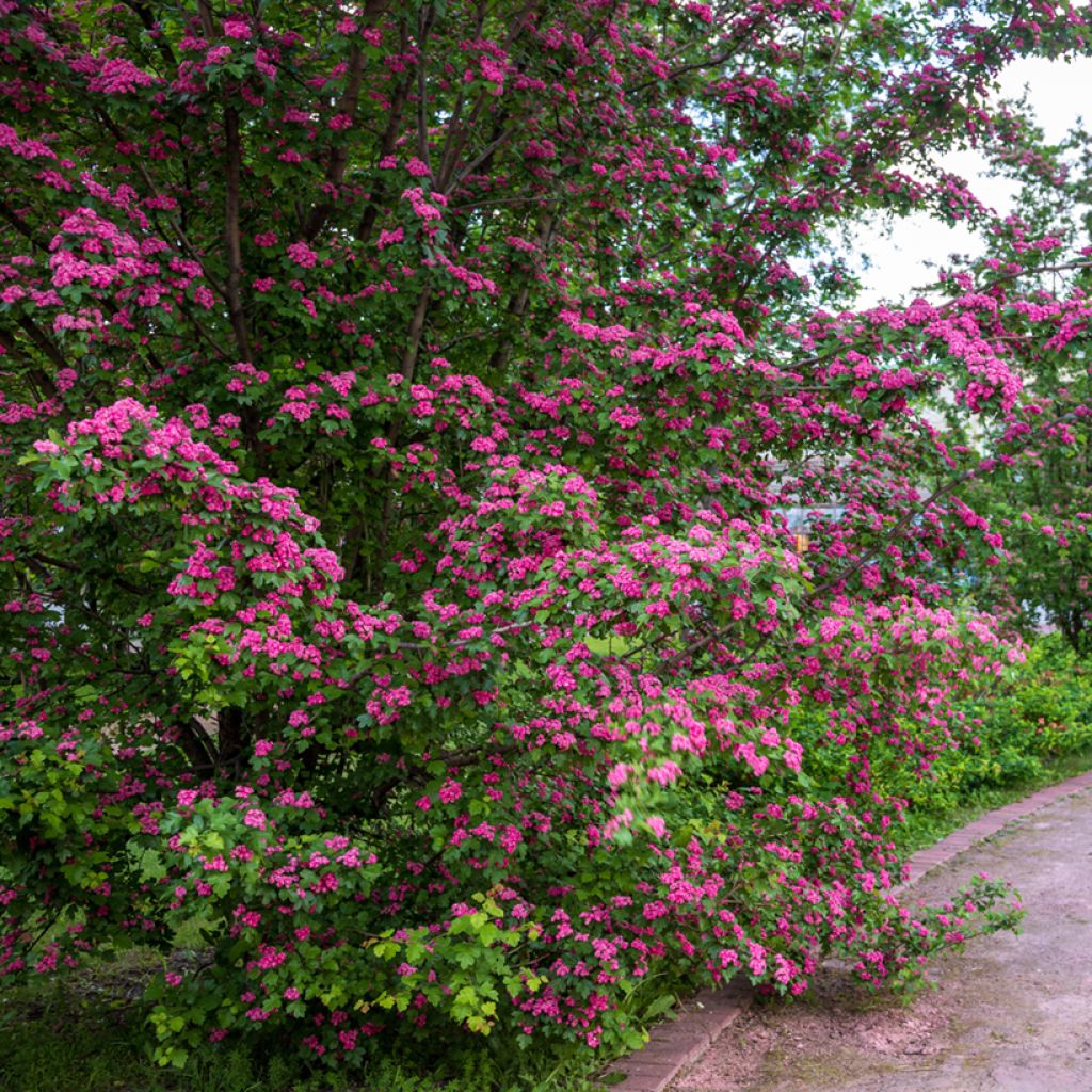 Crataegus laevigata Rosea Flore Pleno - Aubépine