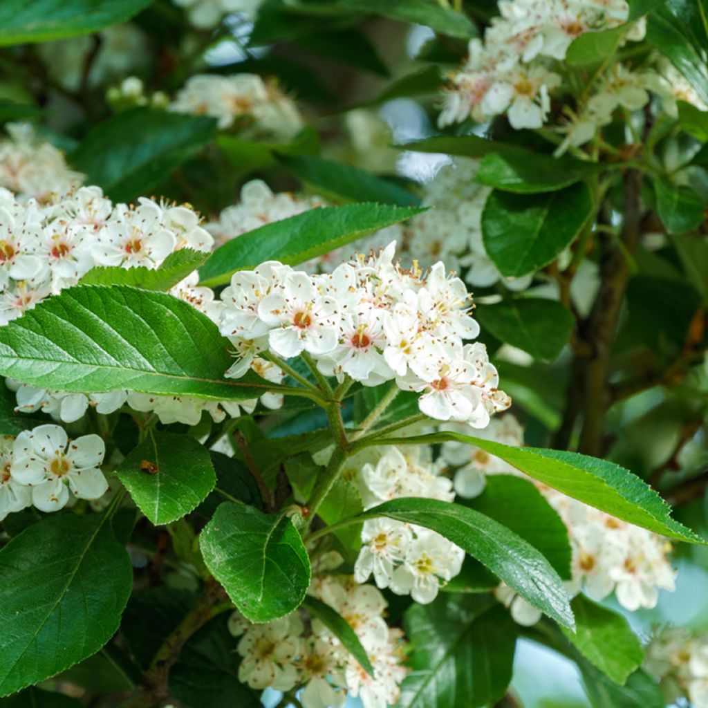 Crataegus lavallei Carrierei - Aubépine