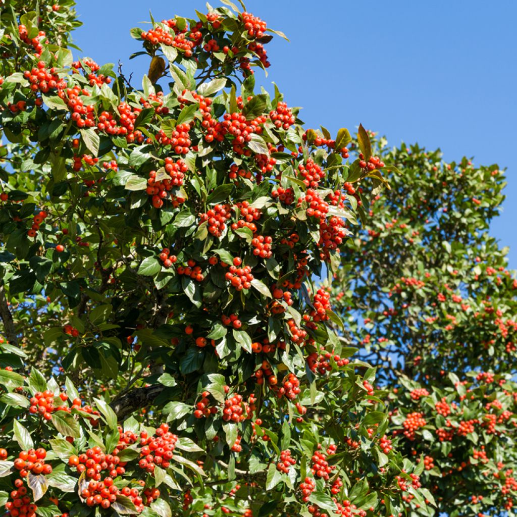 Crataegus lavallei Carrierei - Aubépine