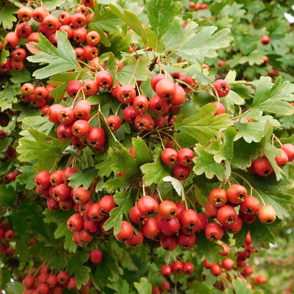 Crataegus monogyna Compacta - Aubépine monogyne