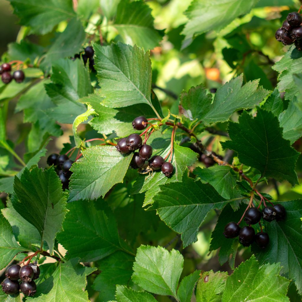 Aubépine noire - Crataegus nigra