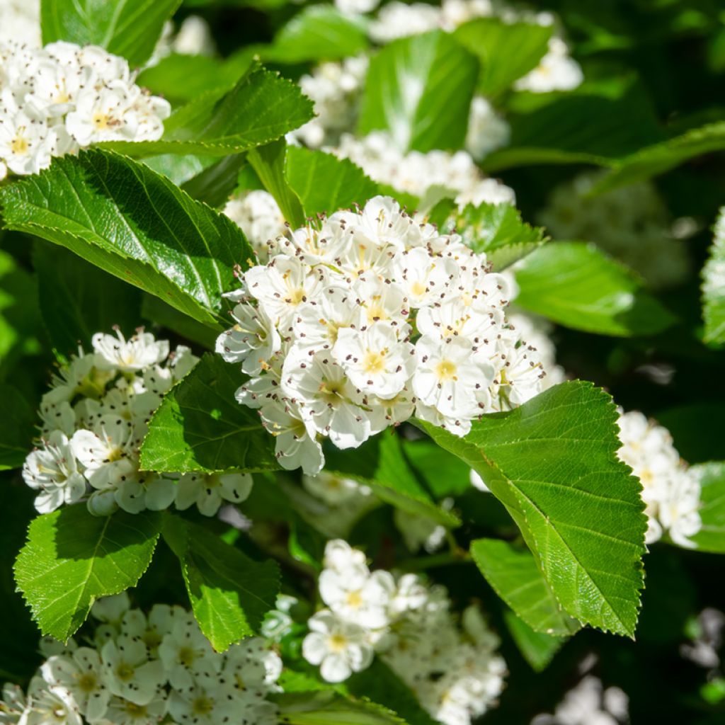 Crataegus prunifolia Splendens - Aubépine