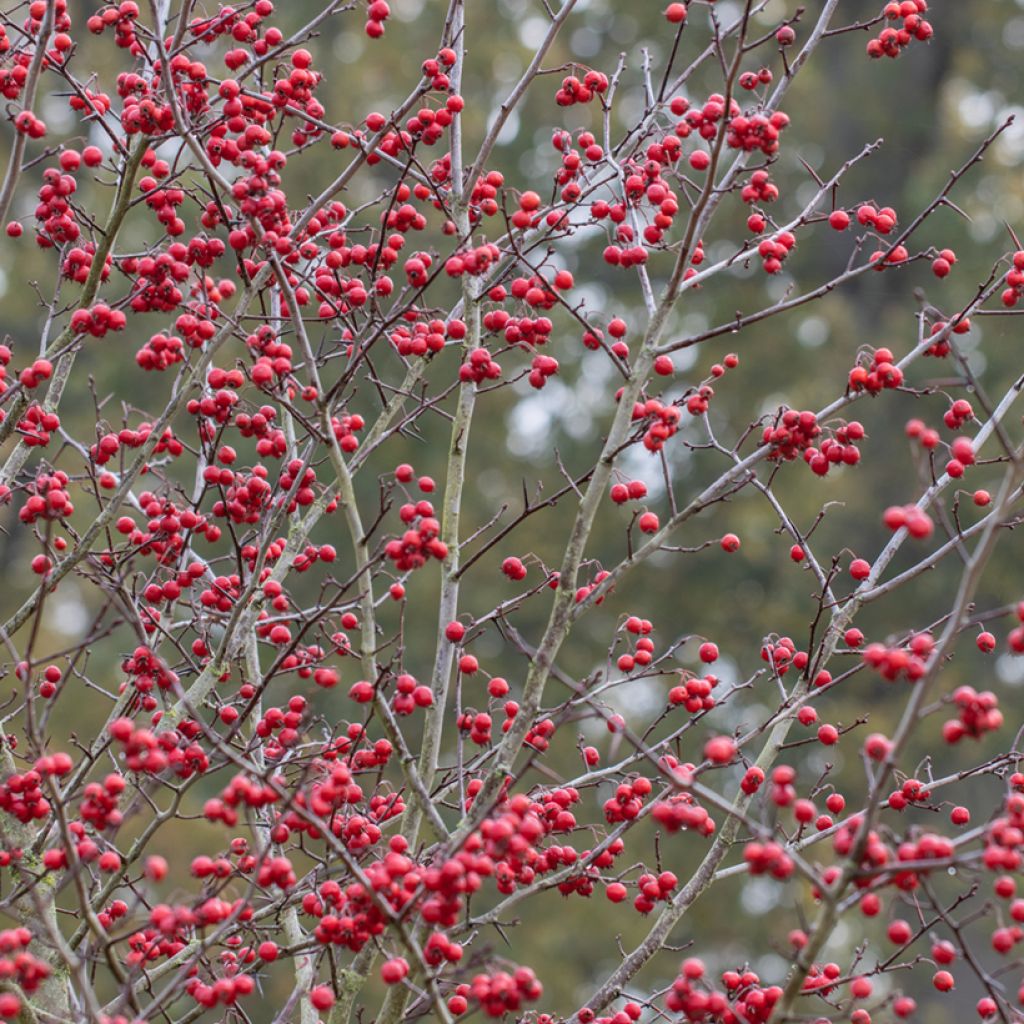 Crataegus prunifolia Splendens - Aubépine