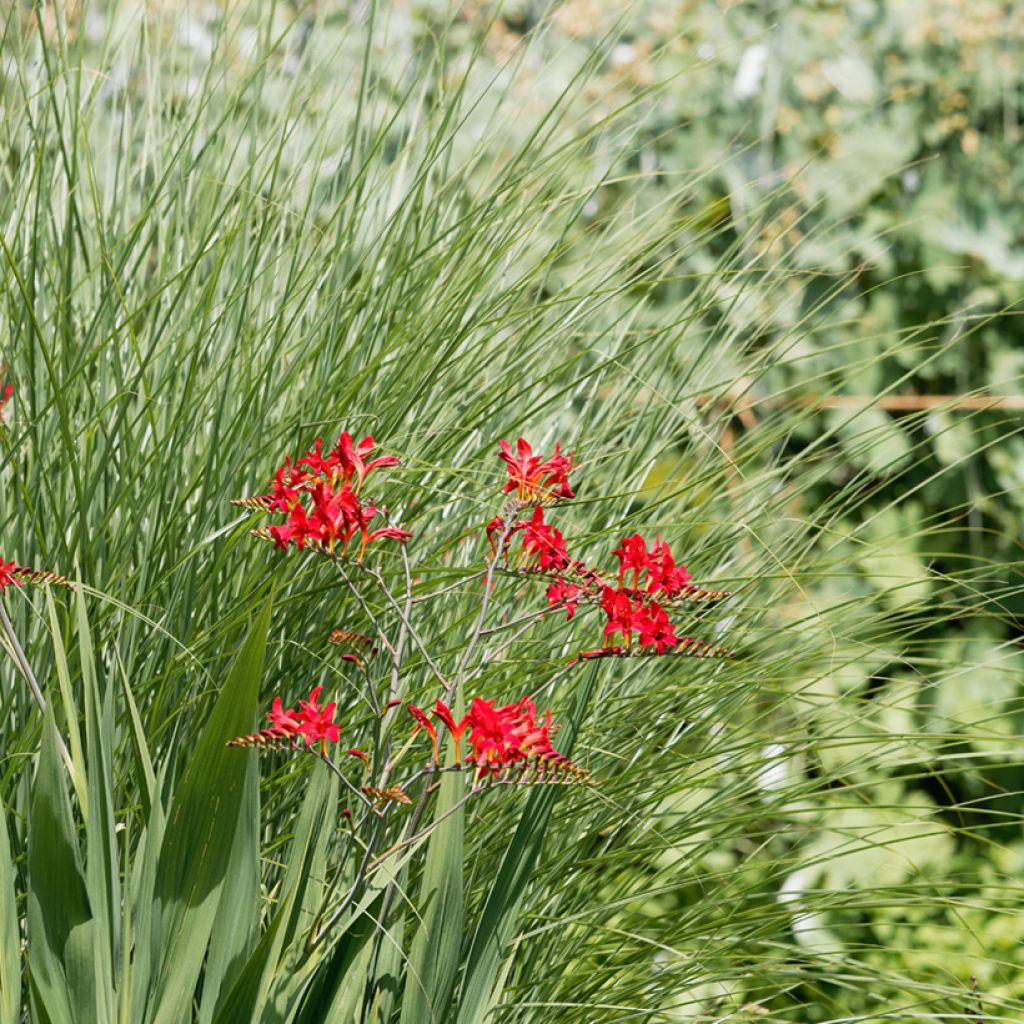 Crocosmia hybride Philippa Browne - Montbretia