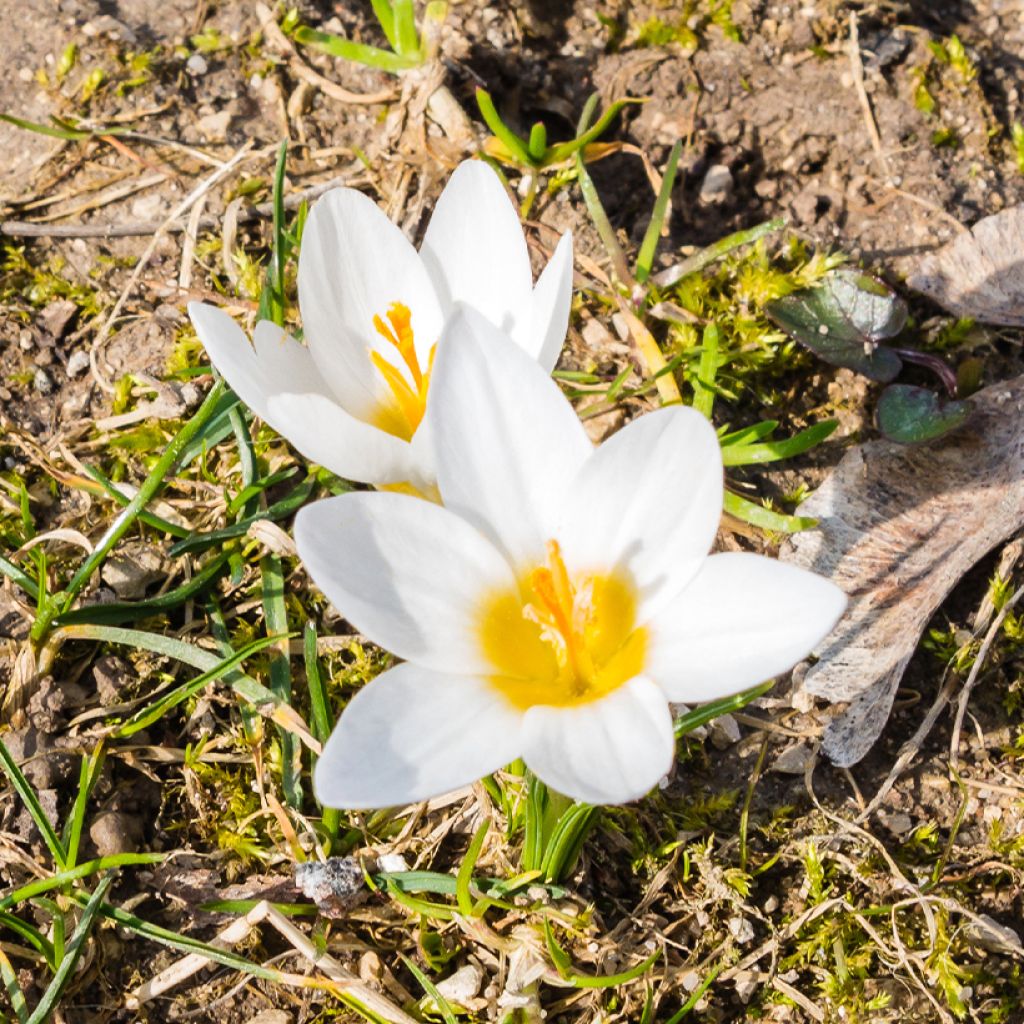 Crocus botanique malyi