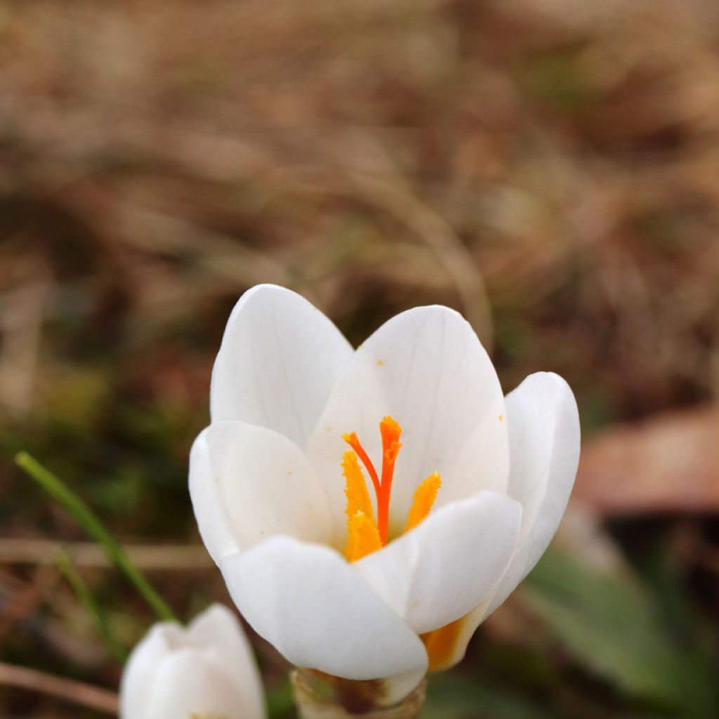 Crocus vernus subsp. albiflorus White