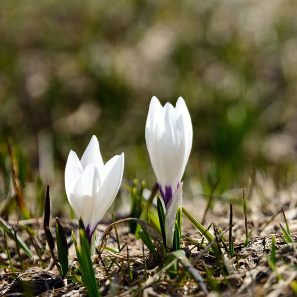 Crocus vernus subsp. albiflorus White