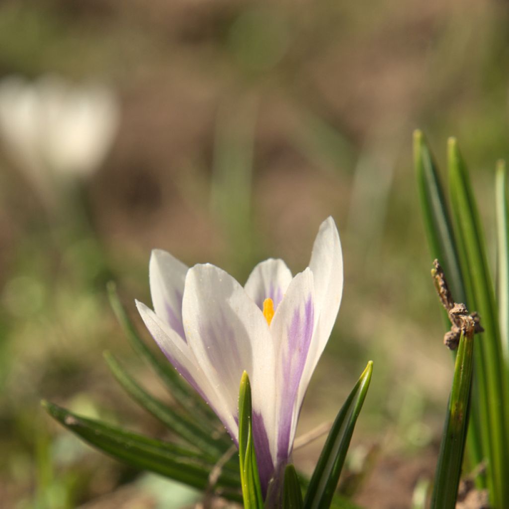 Crocus vernus subsp. albiflorus White