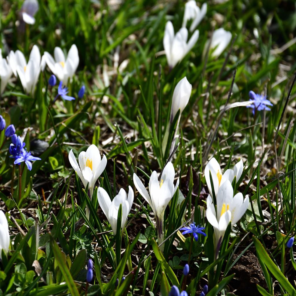 Crocus vernus subsp. albiflorus White