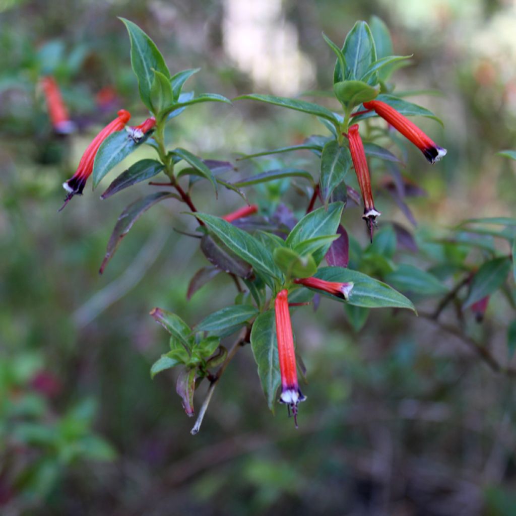 Cuphea ignea Scarlet - Plante cigarette