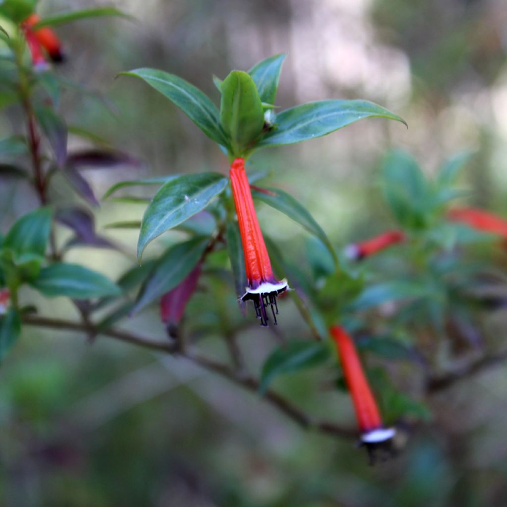 Cuphea ignea Scarlet - Plante cigarette