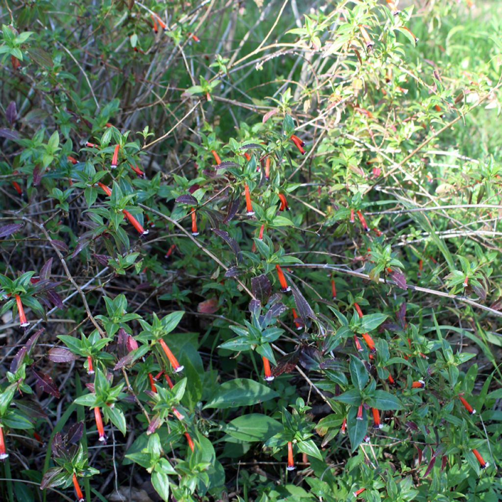 Cuphea ignea Scarlet - Plante cigarette