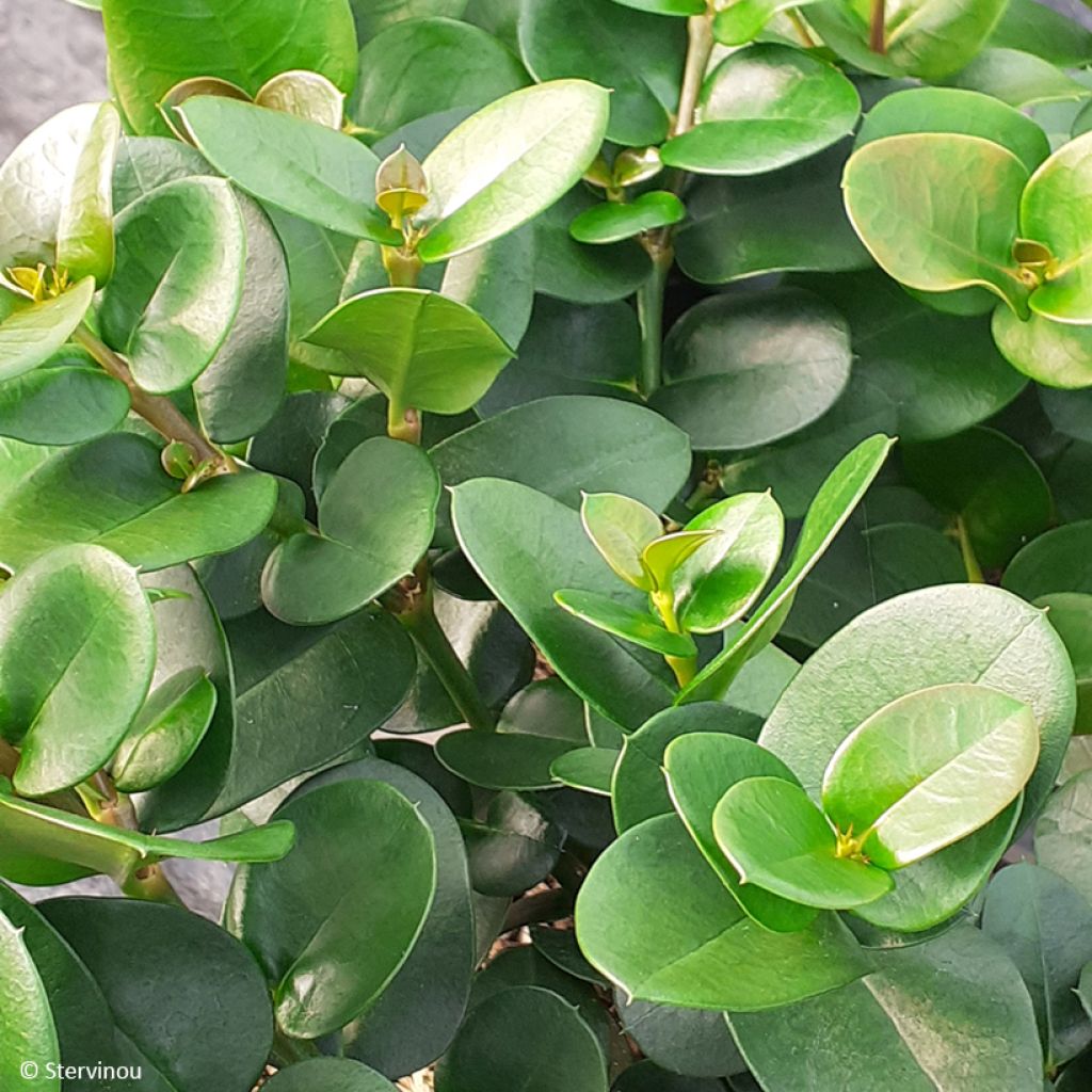 Cussonia spicata - Cussonia en épis