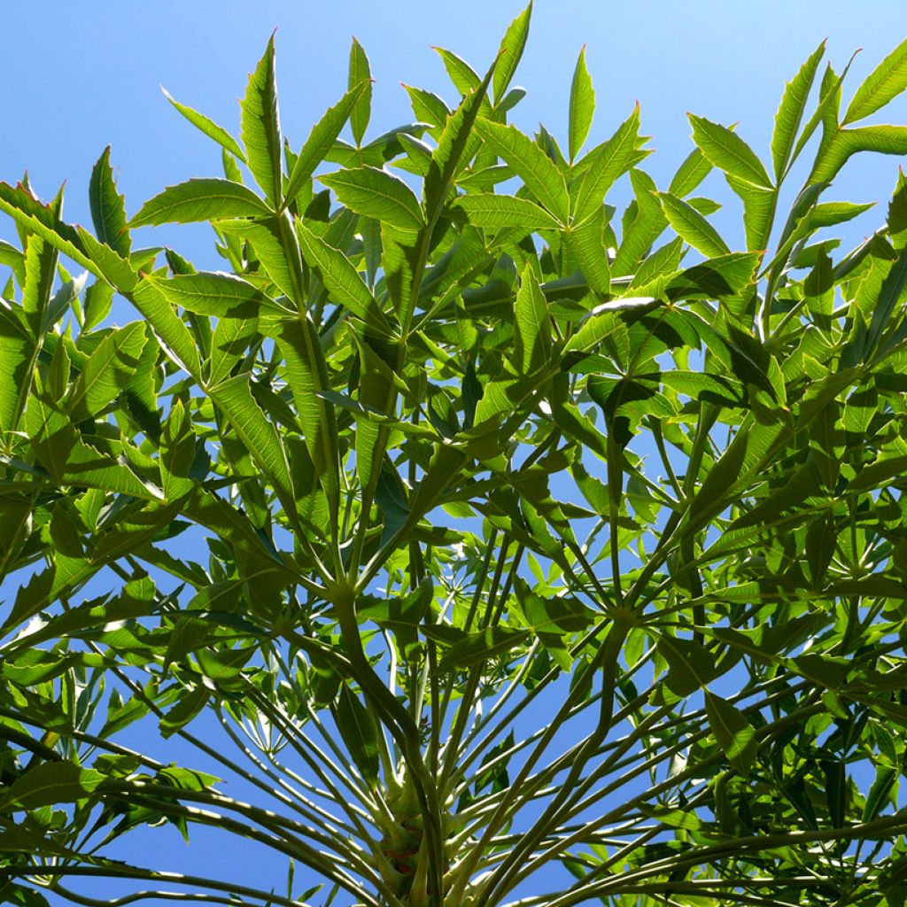 Cussonia spicata - Cussonia en épis