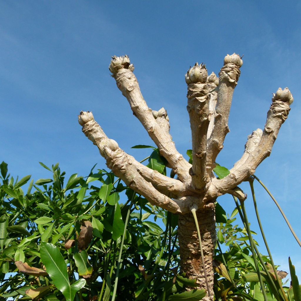 Cussonia spicata - Cussonia en épis