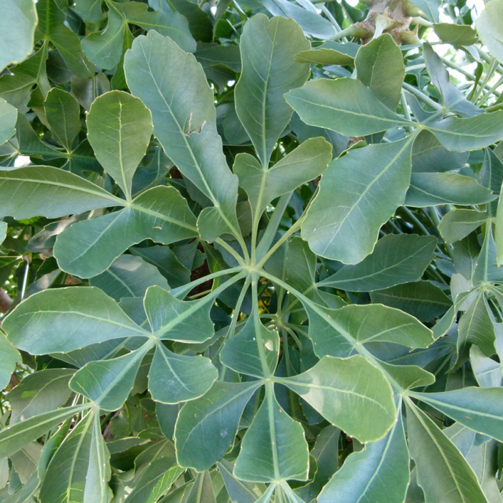 Cussonia spicata - Cussonia en épis