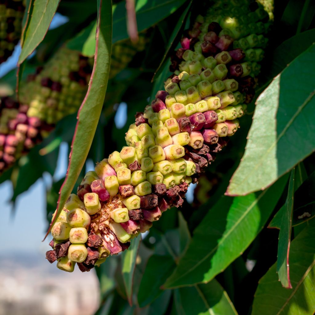 Cussonia spicata - Cussonia en épis