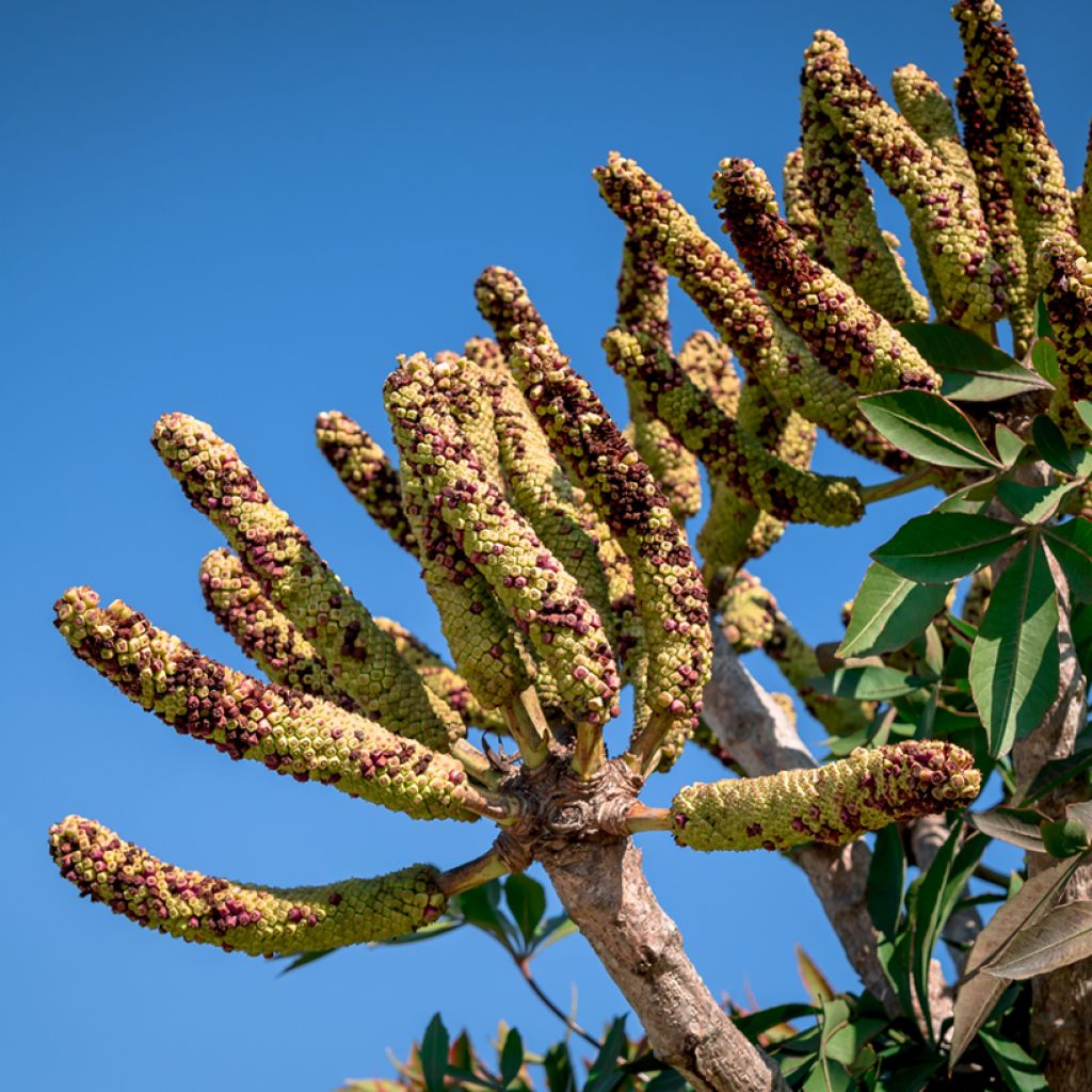 Cussonia spicata - Cussonia en épis