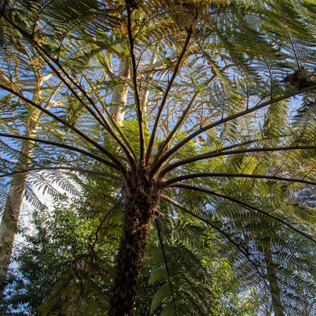 Cyathea brownii - Fougère arborescente