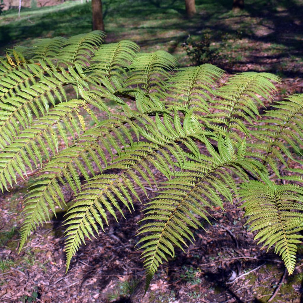 Cyathea brownii - Fougère arborescente