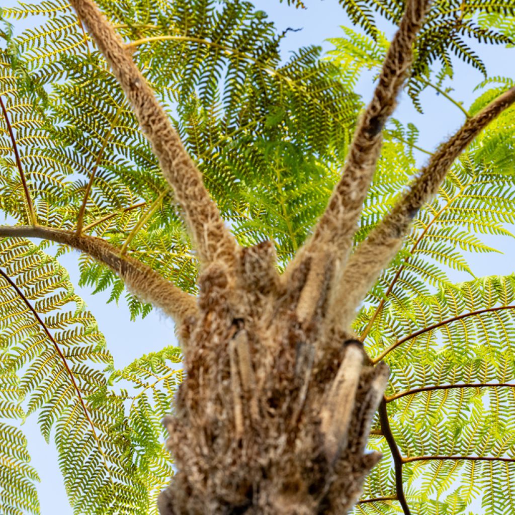 Cyathea brownii - Fougère arborescente