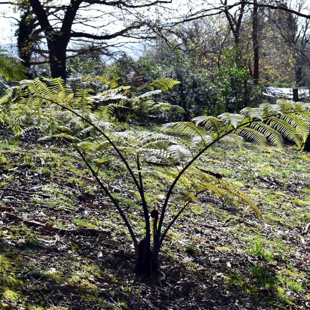 Cyathea brownii - Fougère arborescente